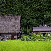 緑の田畑に囲まれた菅沼合掌造り集落の風景の写真