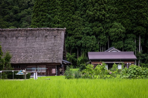 緑の田畑に囲まれた菅沼合掌造り集落の風景