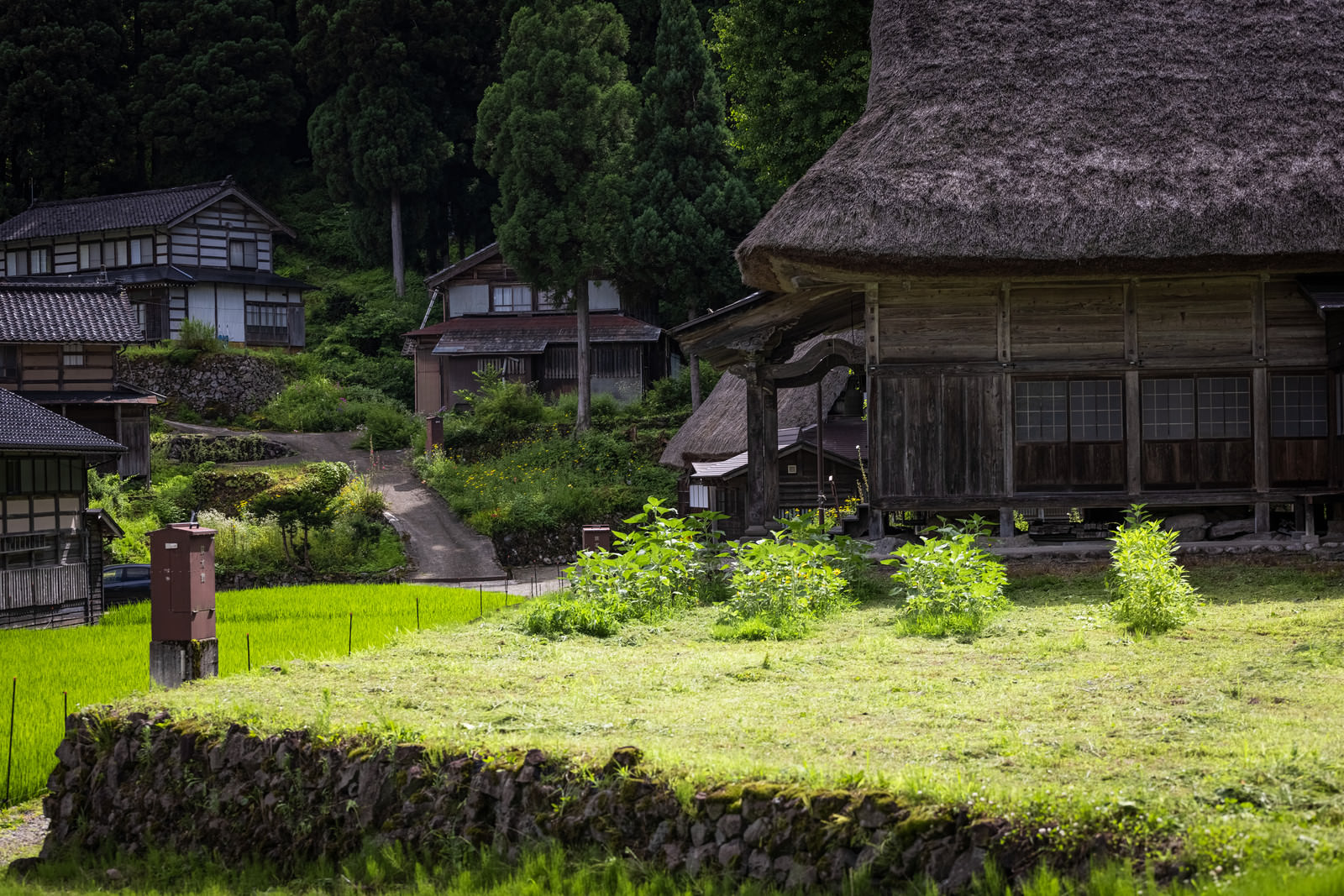 相倉集落の茅葺き屋根の合掌造り建物と緑豊かな田園風景