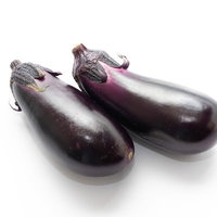 白背景に並ぶ紫色の茄子2本、新鮮な野菜の写真