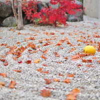 白い砂と石が配置された日本庭園の枯山水の風景の写真