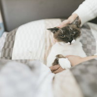 60分2万4千円のマッサージは最高だにゃあ～嫌がる猫をベッドでもみもみの写真