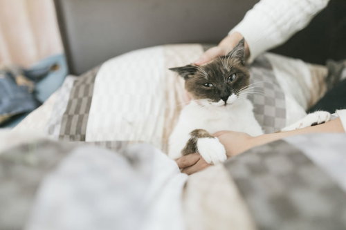 60分2万4千円のマッサージは最高だにゃあ～嫌がる猫をベッドでもみもみ