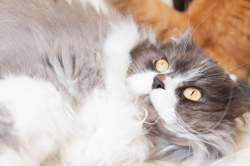 ふてぶてしい態度を取るグレーと白の長毛猫