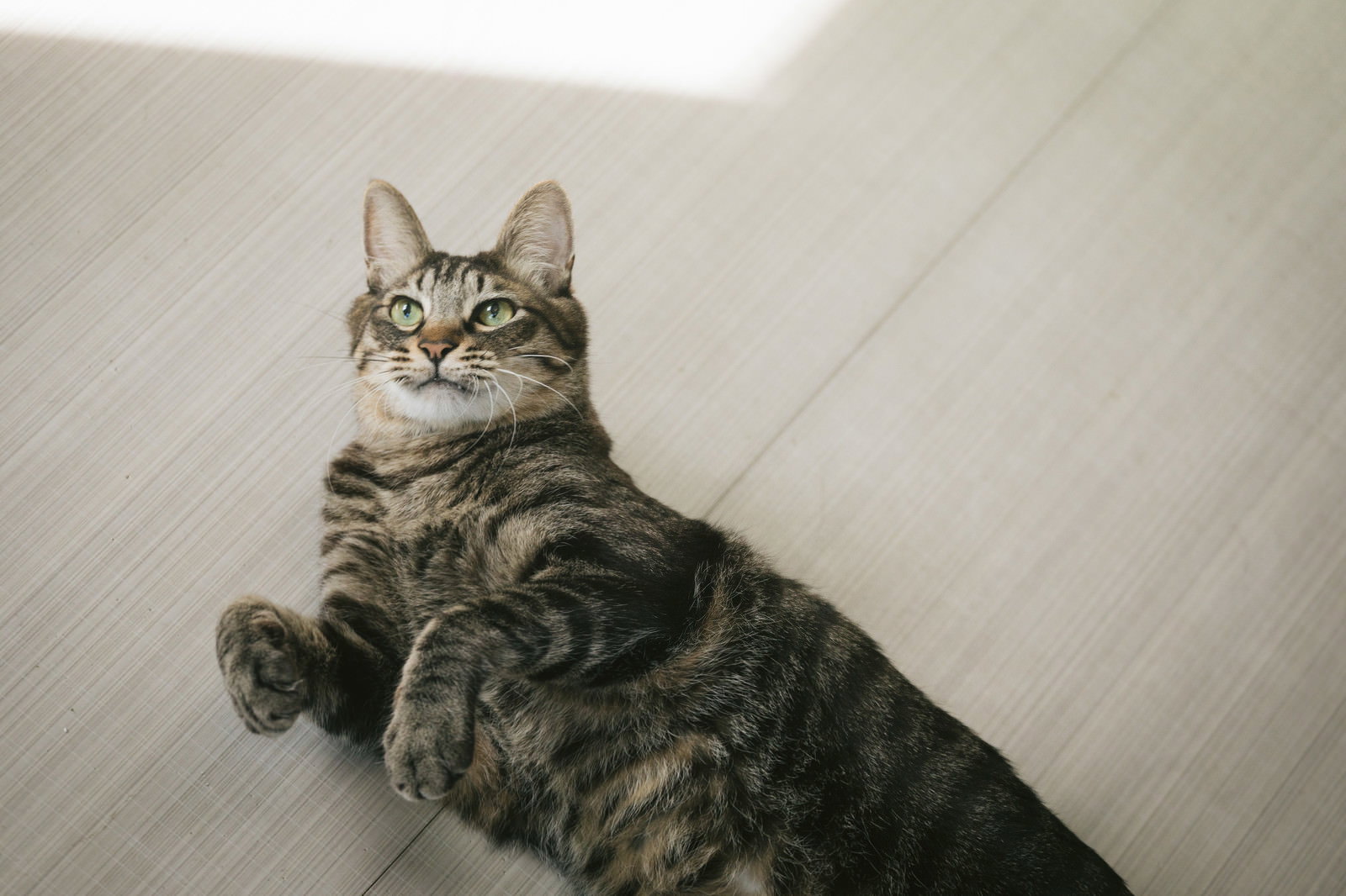フローリングの床に横たわるグレーと黒の縞模様の猫
