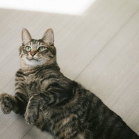 フローリングの床に横たわるグレーと黒の縞模様のにゃんこの写真