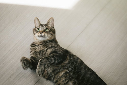 フローリングの床に横たわるグレーと黒の縞模様のにゃんこ