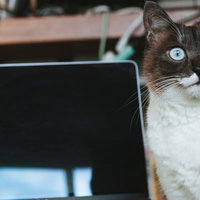 何もしていないのに突然再起動した時の猫の表情の写真