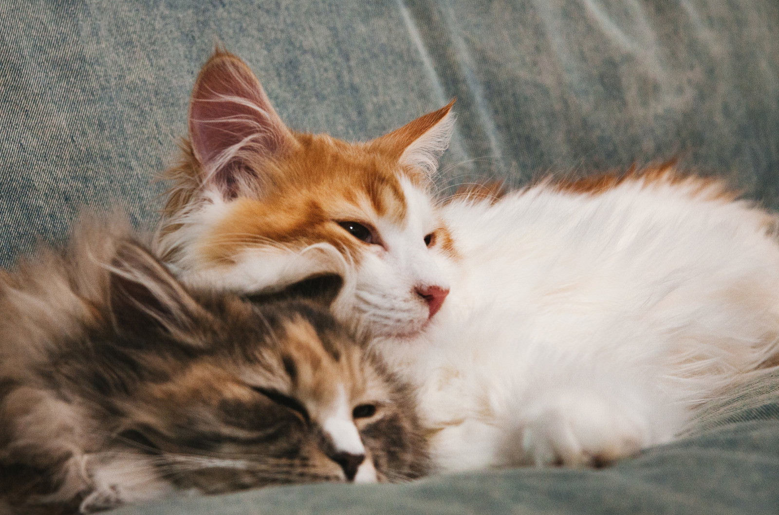 グレーの布の上で仲良く寄り添って眠る茶白猫とキジトラ猫