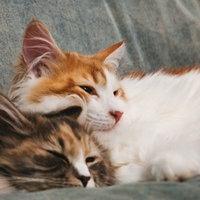 仲良くお昼寝タイムの2匹の猫...スヤァの写真