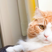 いたずらがバレて振り返る茶白猫の驚いた表情の写真