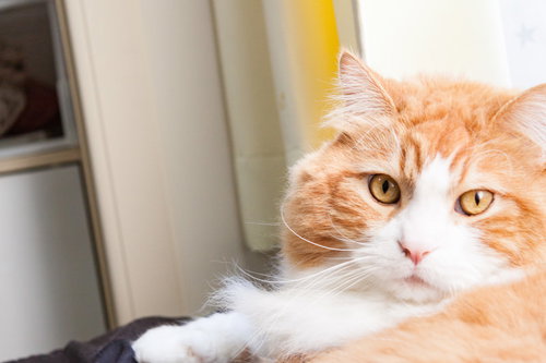 いたずらがバレて振り返る茶白猫の驚いた表情