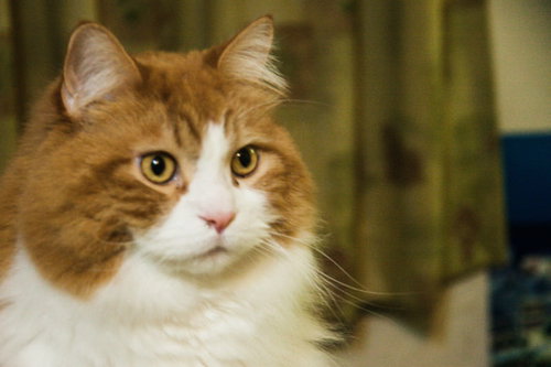 餌抜きってマジかよ・・・と目を丸くする茶白猫