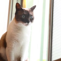 えっ！？知らされてないんだけど猫の写真