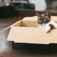 進撃の猫、ダンボール箱から身を乗り出す猫の写真