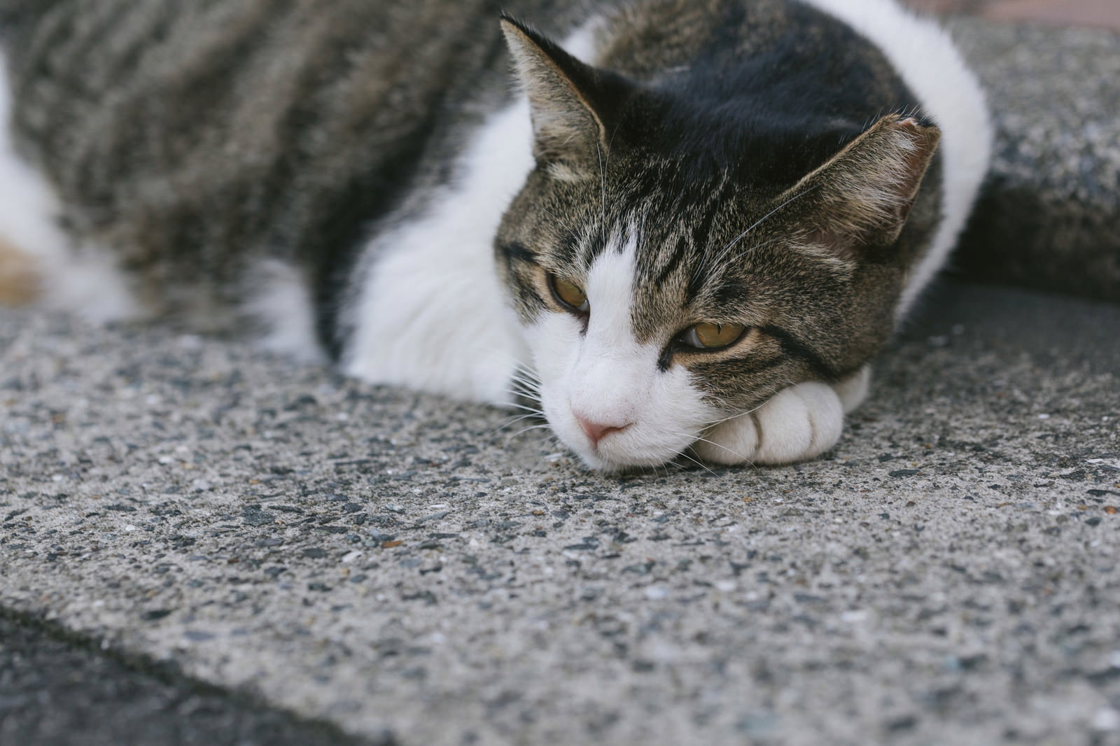 地面に横たわりながら軽蔑の眼差しを向けるキジ白猫