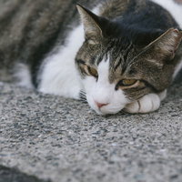 軽蔑の眼差しで睨む猫のポートレートの写真