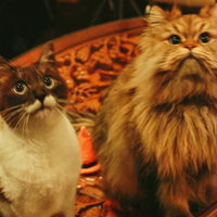 餌待ちで並んで見上げる仲良しにゃんこ達の写真