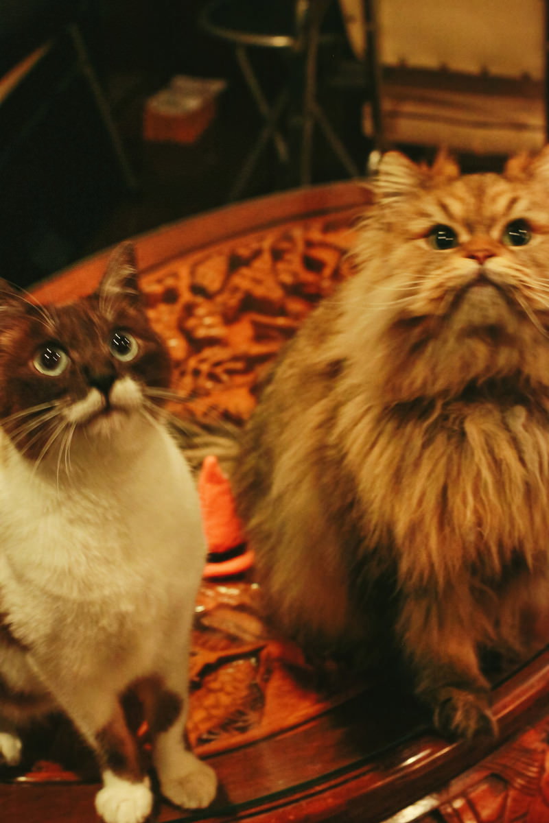 室内で並んで上を見上げている茶色の長毛種と白い短毛種の2匹の猫［モデル：プー］