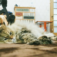 やる気がおきないぐったりにゃんこ、フローリングでぐったり寝転ぶの写真