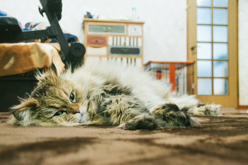 やる気がおきないぐったりにゃんこ、フローリングでぐったり寝転ぶ