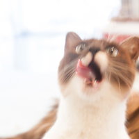 猫まっしぐらすぎ、びっくりして目を見開く茶白猫の写真