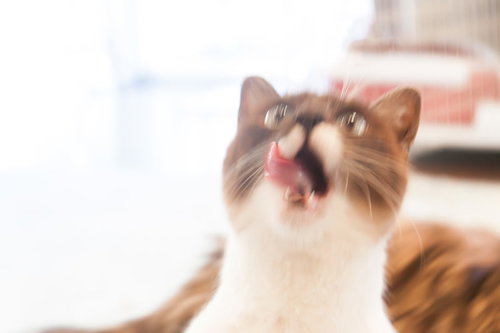 猫まっしぐらすぎ、びっくりして目を見開く茶白猫