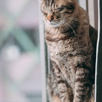 窓辺の日向ぼっこでうたた寝する茶トラ猫のペットの写真