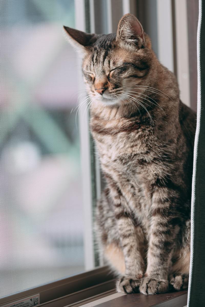 窓辺に座って眠そうな表情をする茶トラ猫