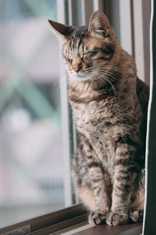 窓辺の日向ぼっこでうたた寝する茶トラ猫のペット