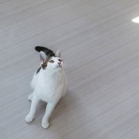 上をぐいっと見上げる白い猫がおすわりしている様子の写真