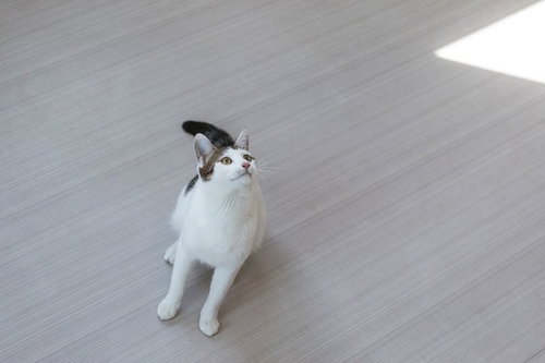 上をぐいっと見上げる白い猫がおすわりしている様子