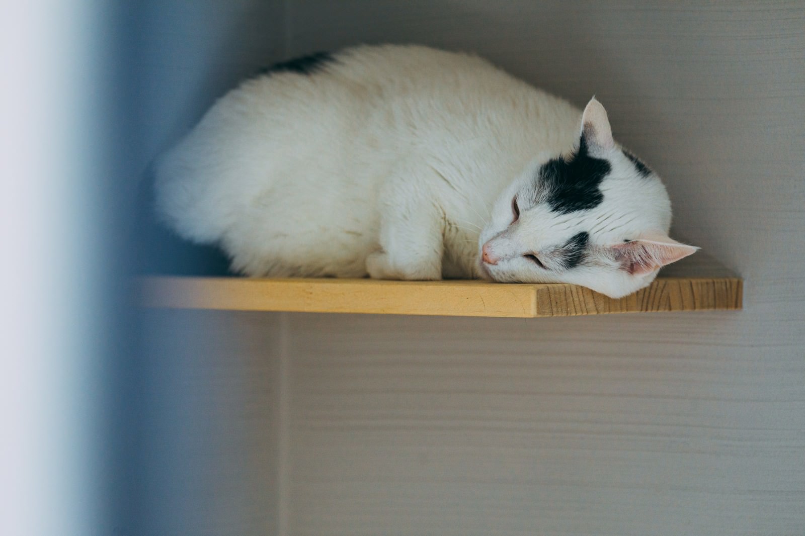 木製のキャットウォークで丸くなって爆睡している白い猫