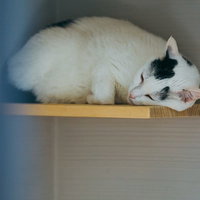 キャットウォークで爆睡する白猫、丸くなってリラックスの写真
