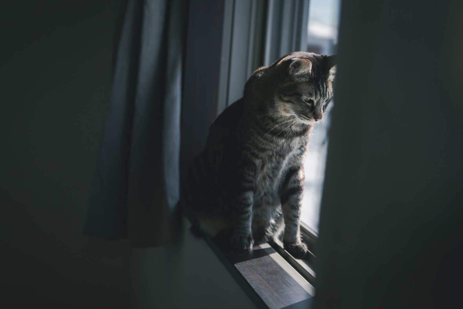 窓辺で下を向いて座っているグレーの縞模様の猫
