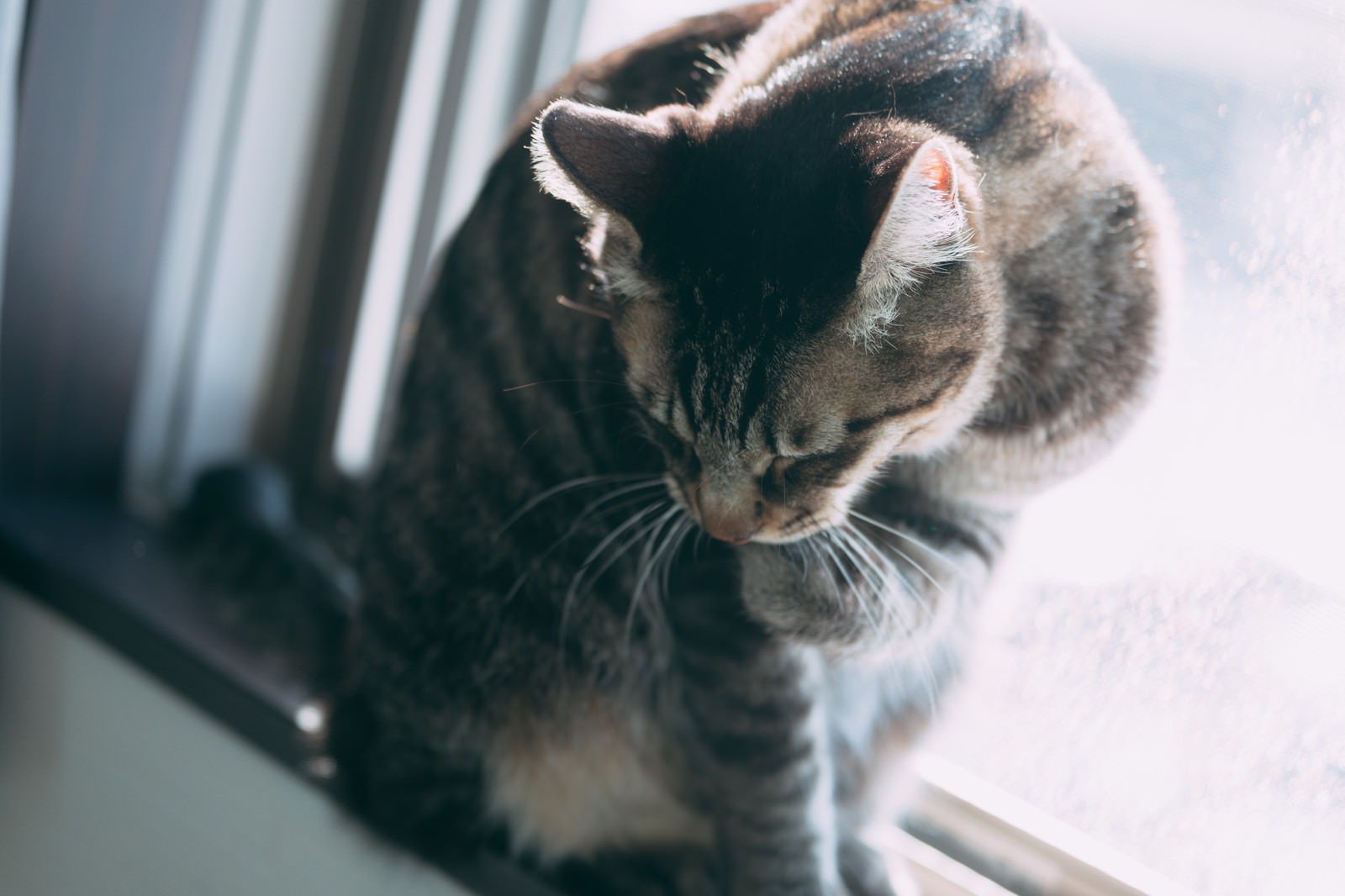 窓辺の明るい光の中で毛づくろいをするグレーと白の猫