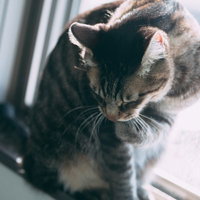 窓辺で日向ぼっこしながら毛づくろいする猫の写真