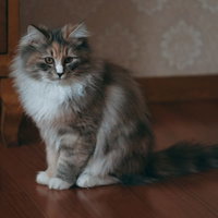 あっちが気になってお座りする猫、グレーと白の長毛種子猫の写真