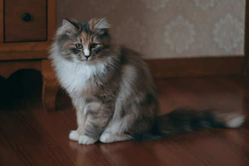 あっちが気になってお座りする猫、グレーと白の長毛種子猫