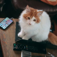 ノートパソコンの上でお座りする猫の写真の写真