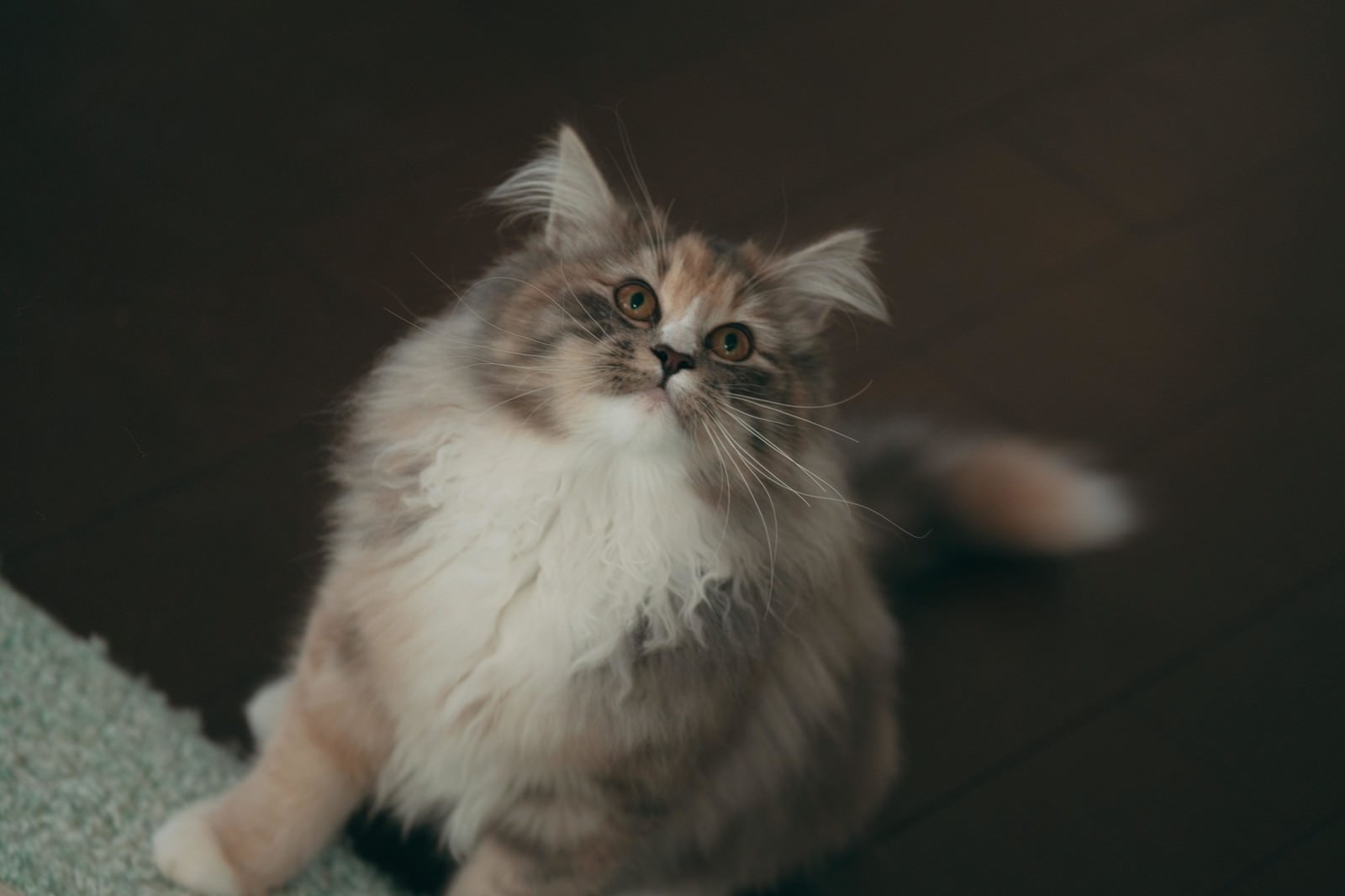 室内でお座りして上を見上げている長毛の猫