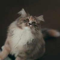 お座りして上を見上げる猫の写真