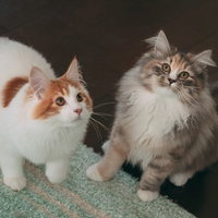 上を見上げる白猫と茶白猫のお座り姿の写真