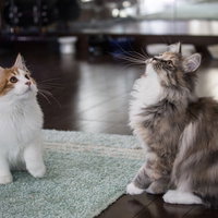 室内でお座りする二種類の猫の写真