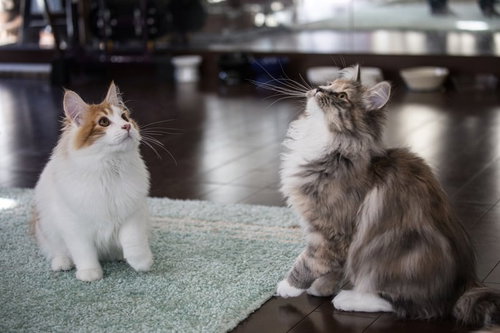 並んでお座りする白猫と茶トラ猫の可愛らしい