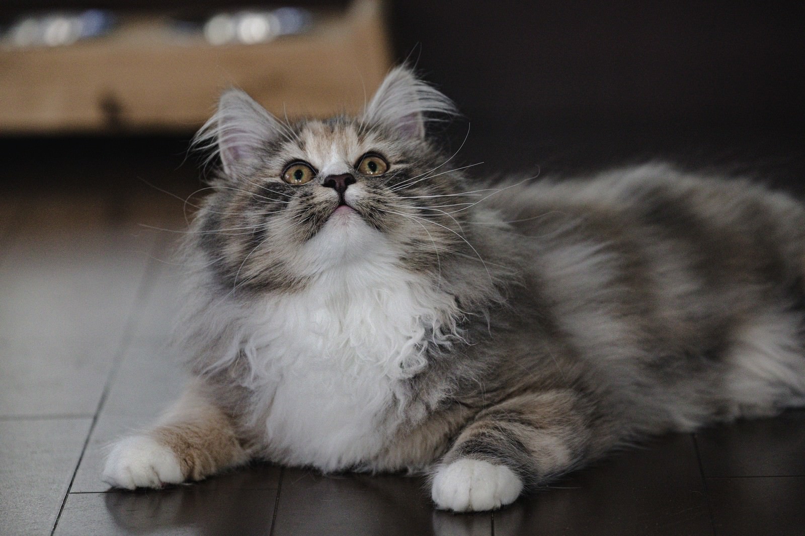 床に伏せて見上げる長毛の猫