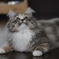 ご飯の時間を待ちながら見上げる猫の伏せポーズの写真