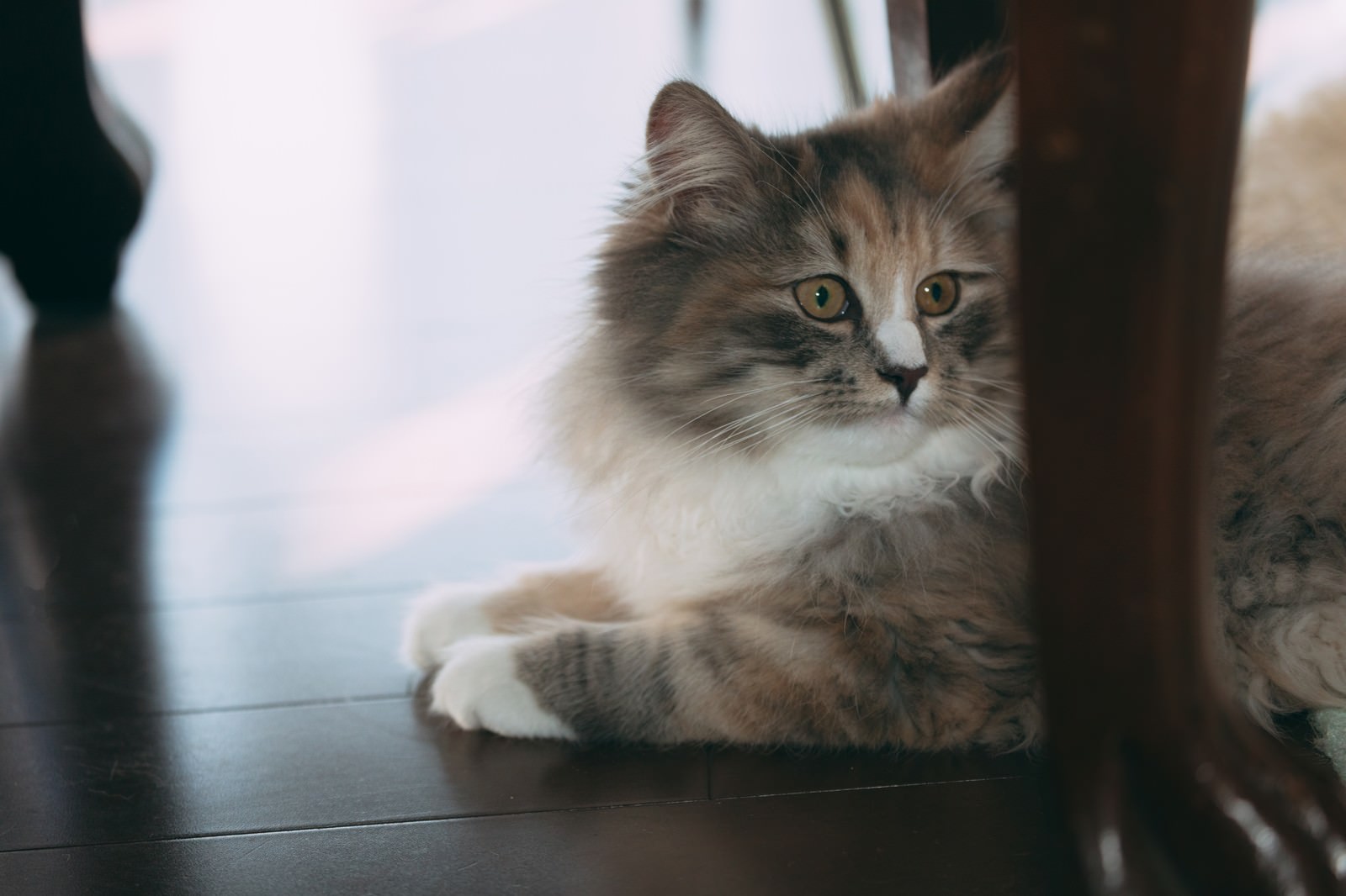 木製の机の脚元で伏せをするグレーと白の子猫