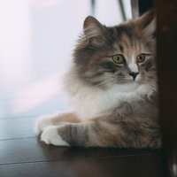 机の脚に身を寄せるニャンコの伏せ姿勢と待てのポーズの写真