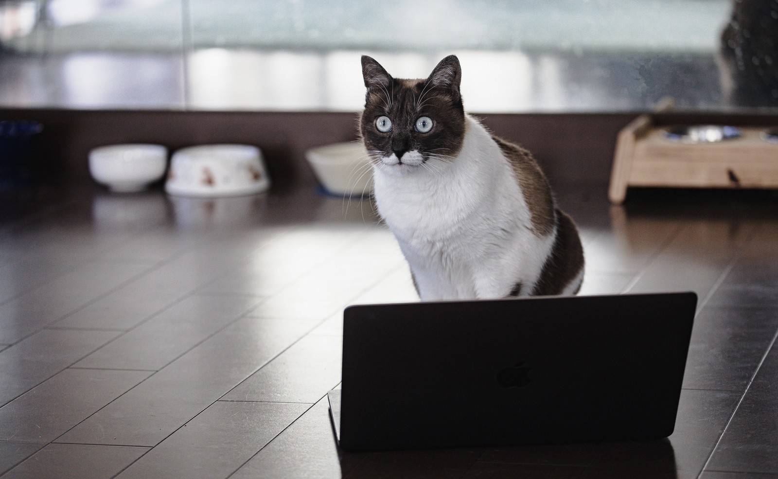 黒いノートパソコンの前で行儀よくお座りする白茶色の猫［モデル：プー］